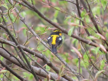 Narcissus Flycatcher 蔵王野鳥の森自然観察センター Sat, 4/20/2024