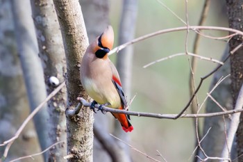 Japanese Waxwing Ooaso Wild Bird Forest Park Sun, 3/31/2024