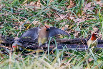 Japanese Waxwing Ooaso Wild Bird Forest Park Sun, 3/31/2024