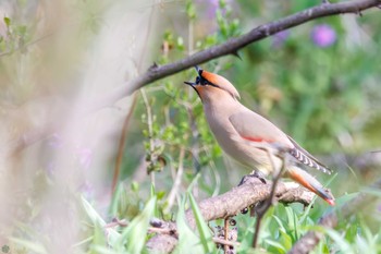 Japanese Waxwing Ooaso Wild Bird Forest Park Sun, 3/31/2024