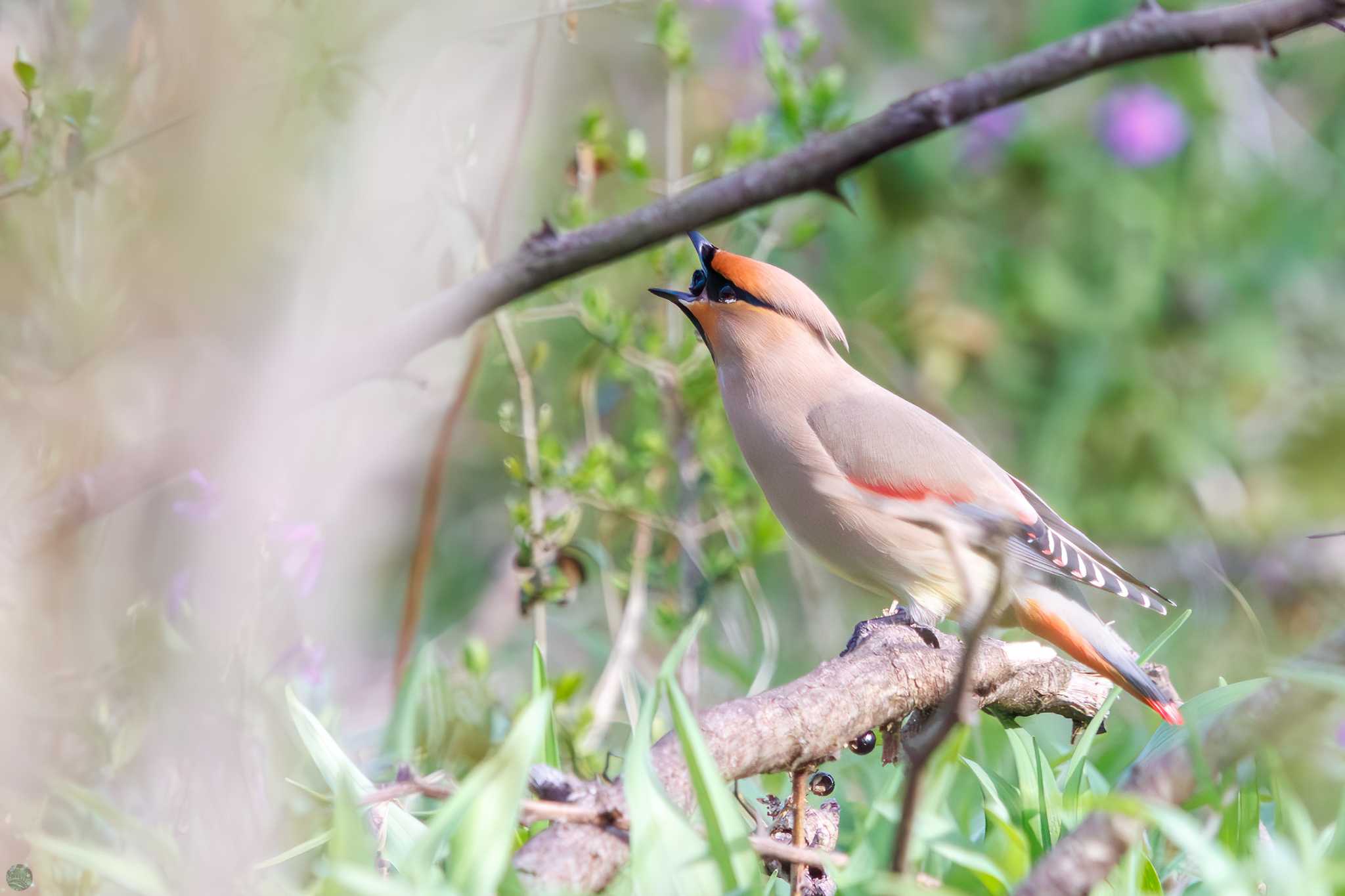 Photo of Japanese Waxwing at Ooaso Wild Bird Forest Park by d3_plus