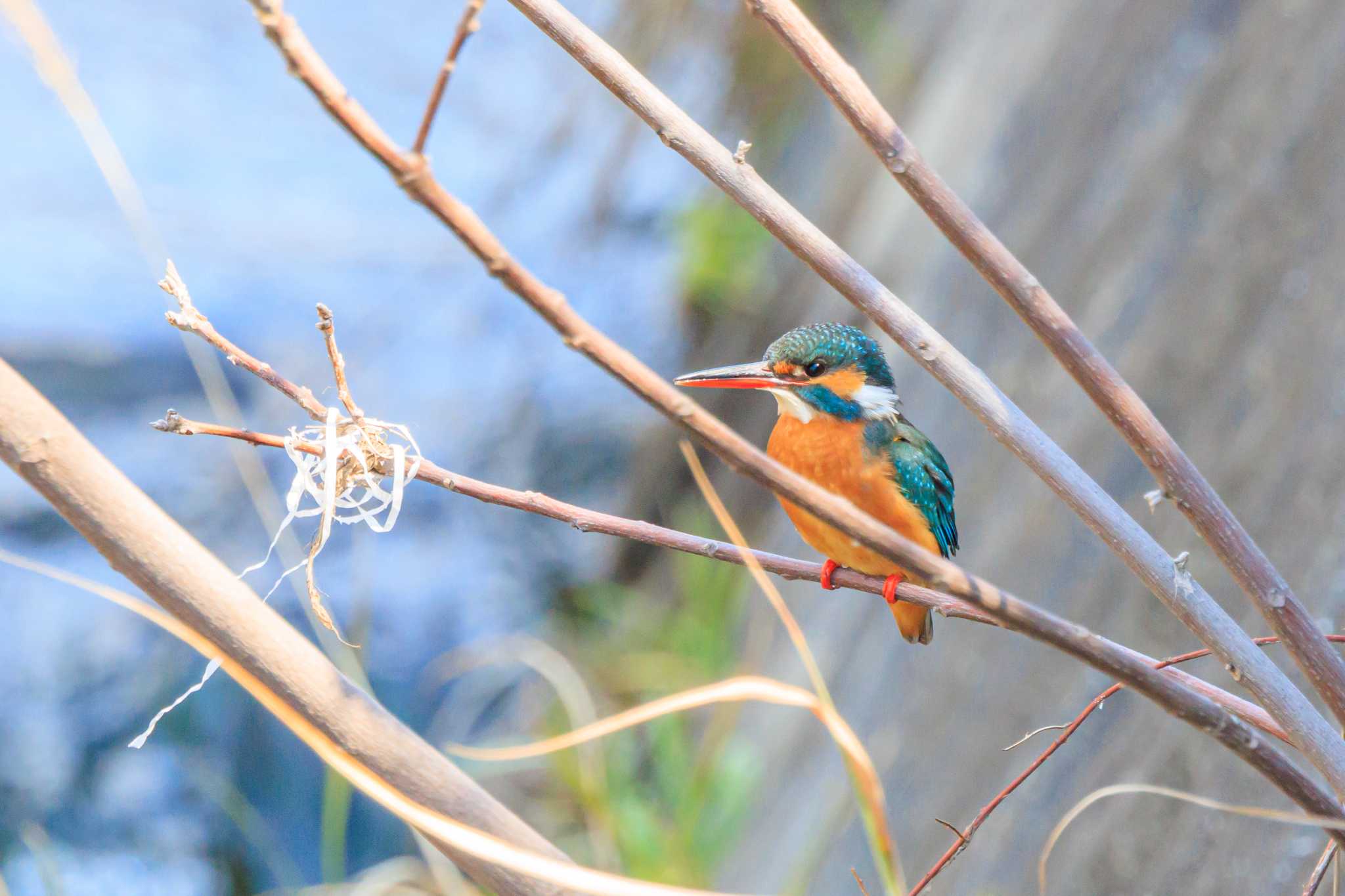 Photo of Common Kingfisher at 赤根川 by ときのたまお