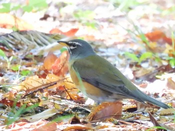 2024年4月25日(木) 京都御苑の野鳥観察記録