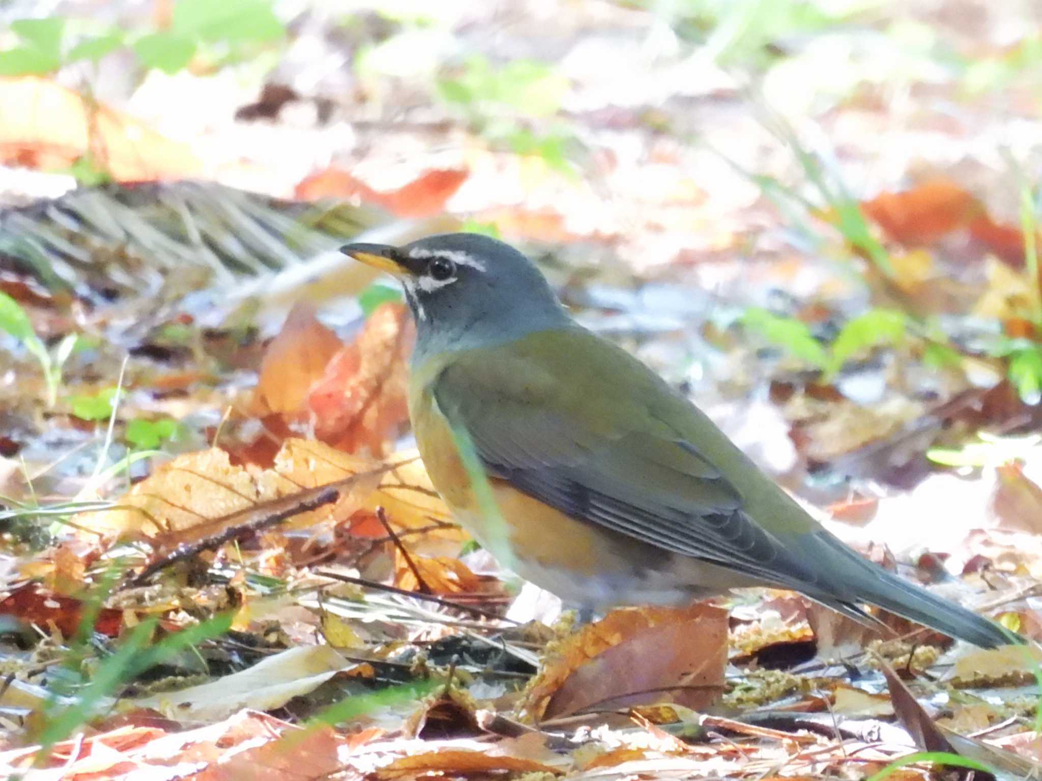 Photo of Eyebrowed Thrush at Kyoto Gyoen by ゆりかもめ