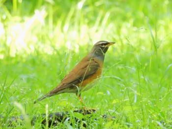 Eyebrowed Thrush Kyoto Gyoen Thu, 4/25/2024