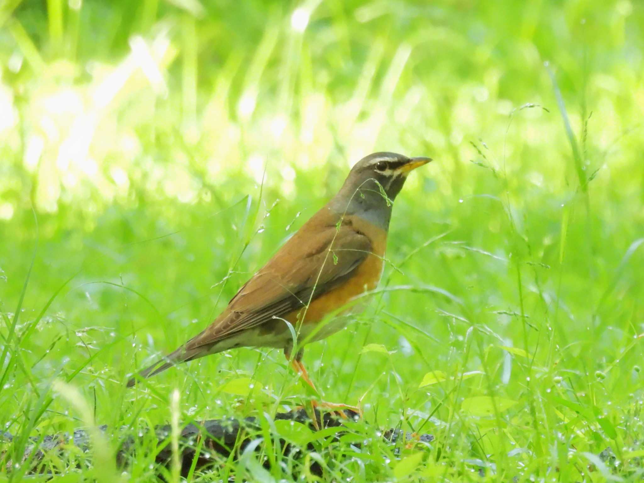 Photo of Eyebrowed Thrush at Kyoto Gyoen by ゆりかもめ