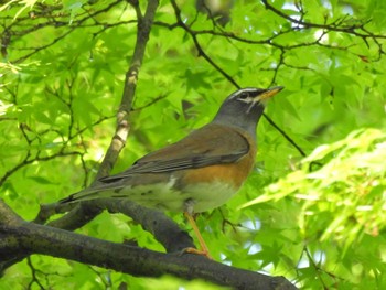 Eyebrowed Thrush Kyoto Gyoen Thu, 4/25/2024