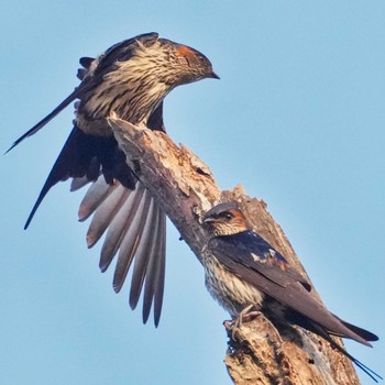 オオコシアカツバメ Tham Pla National Park 2024年4月11日(木)