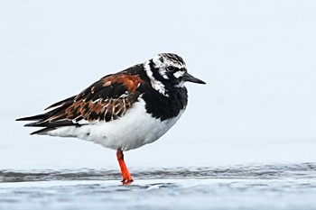 Ruddy Turnstone Sambanze Tideland Sun, 4/21/2024