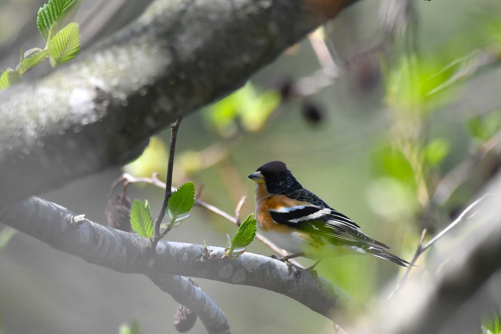 Photo of Brambling at 青森県 by 岸岡智也