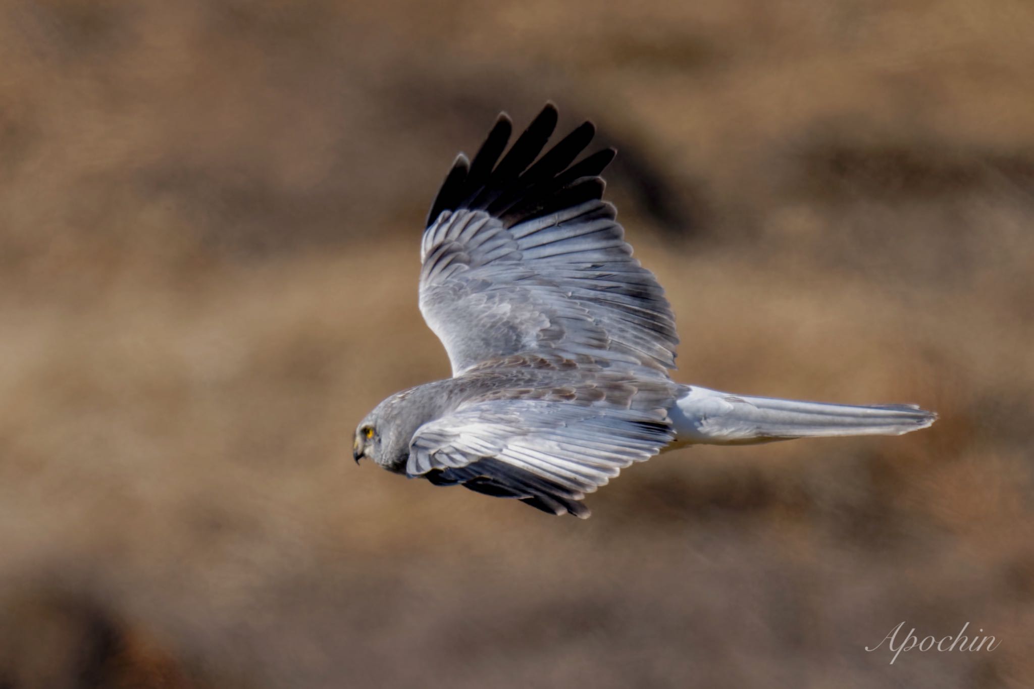 Photo of Hen Harrier at 利根川 by アポちん