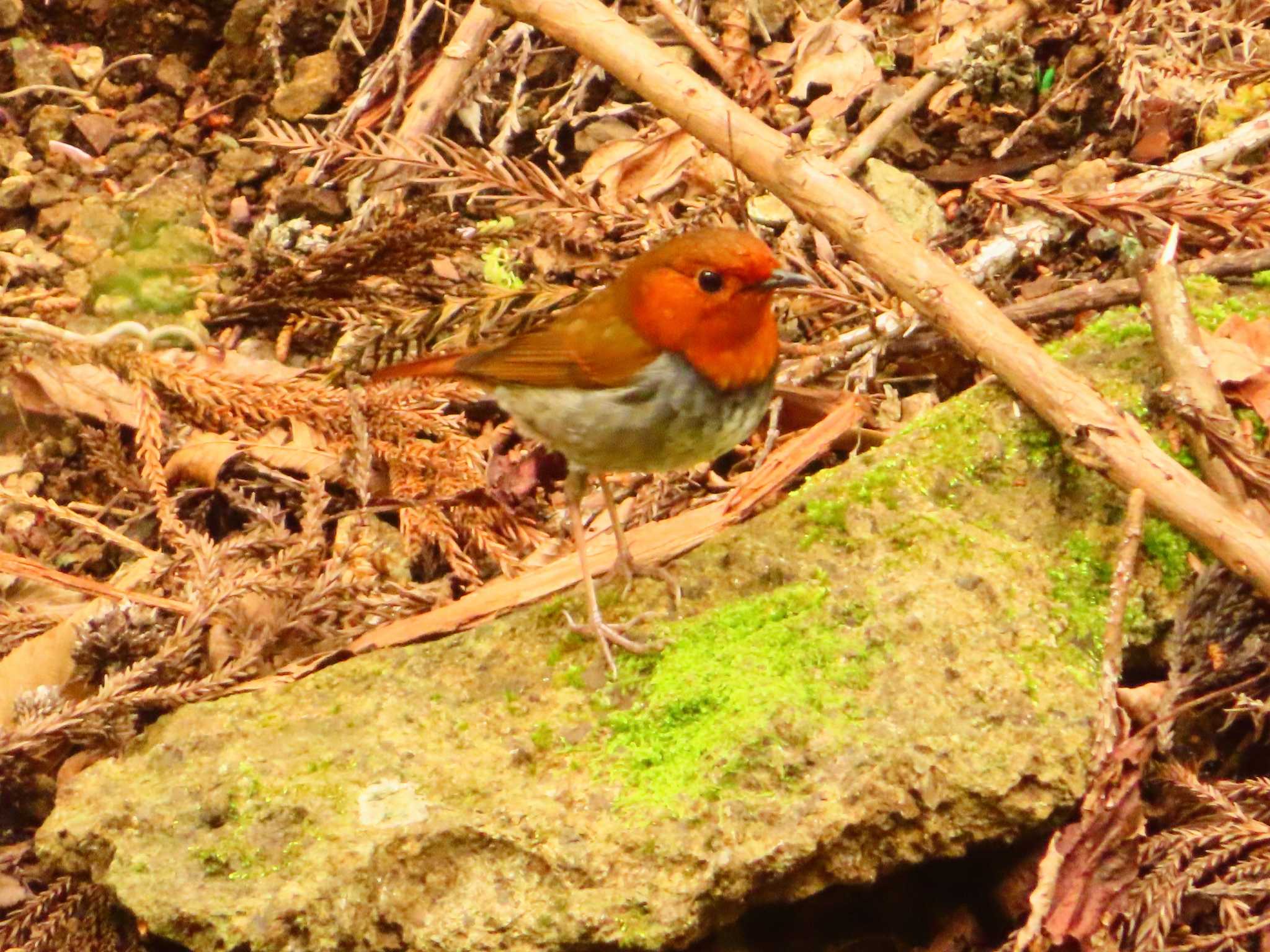 Japanese Robin