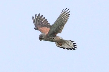 Common Kestrel Satomi Park Sun, 4/21/2024