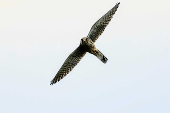 Common Kestrel Satomi Park Sun, 4/21/2024