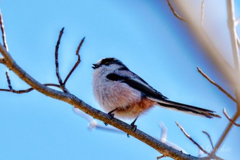 Long-tailed Tit 善福寺公園 Sun, 3/10/2024