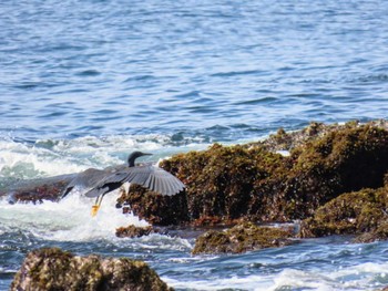 Pacific Reef Heron 真鶴岬 Sat, 4/20/2024