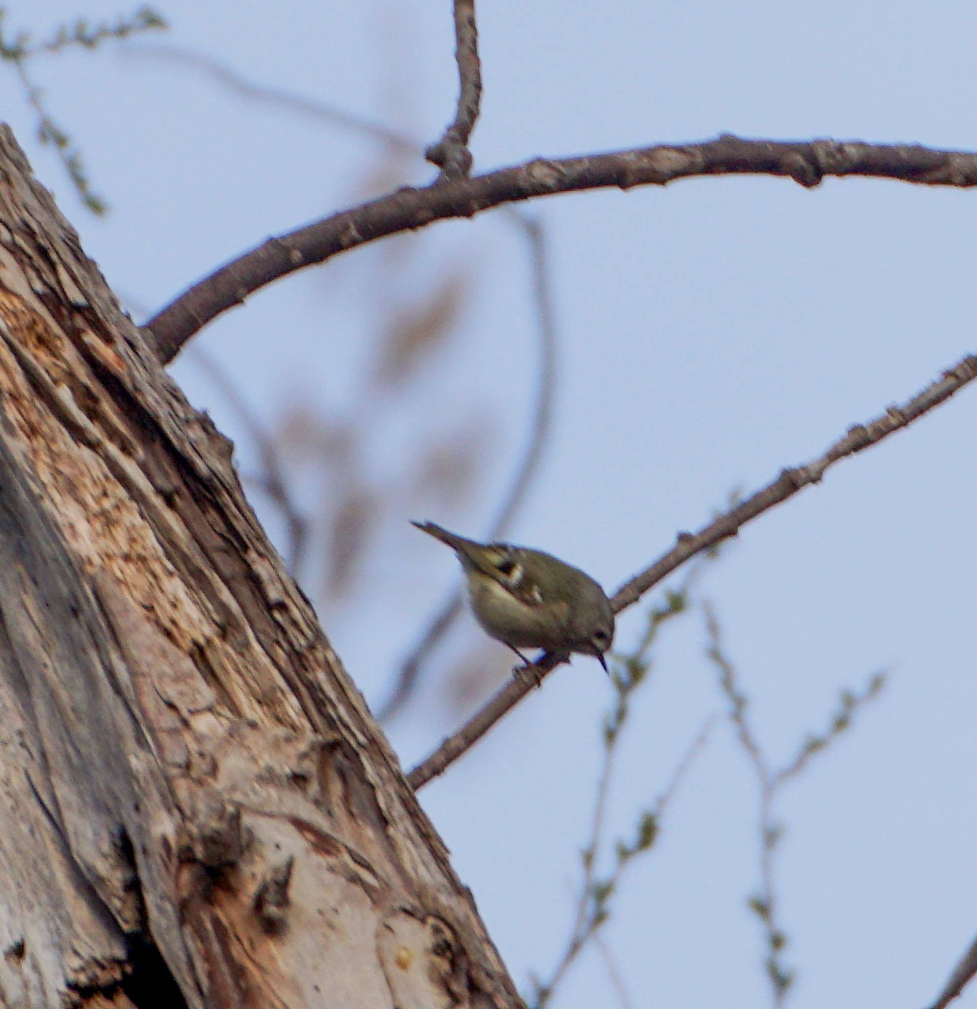 Photo of Goldcrest at Makomanai Park by xuuhiro