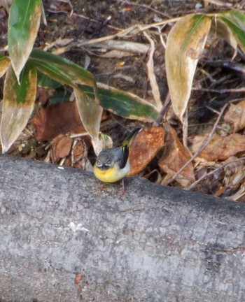 Grey Wagtail 真駒内川 Tue, 4/23/2024