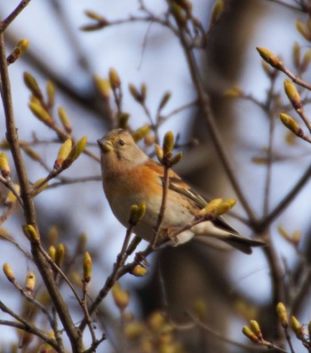 Brambling Makomanai Park Tue, 4/23/2024