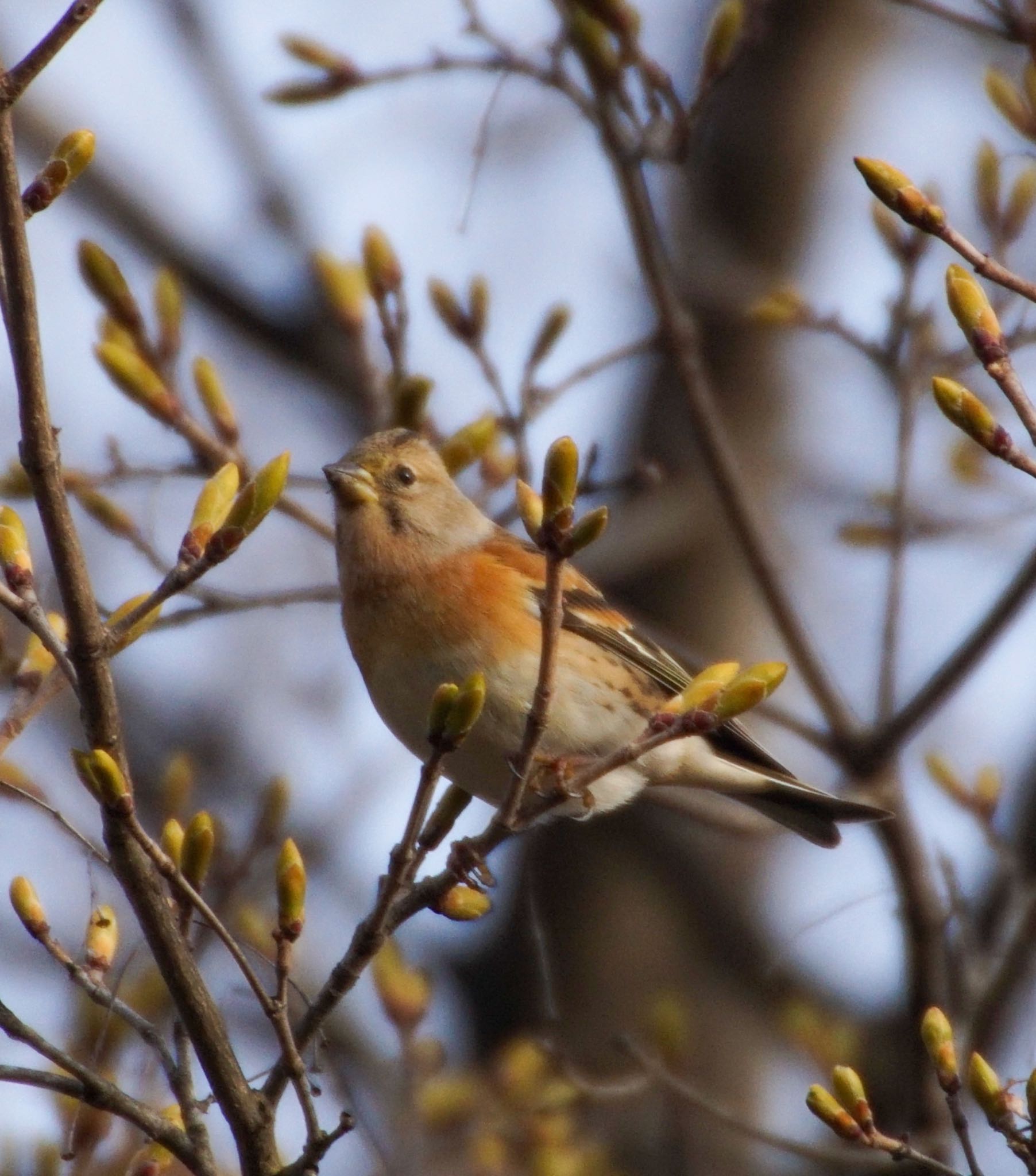 Photo of Brambling at Makomanai Park by xuuhiro