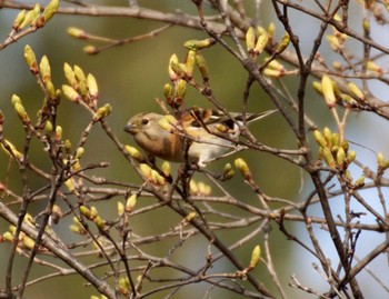 Brambling Makomanai Park Tue, 4/23/2024