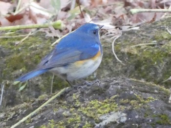 2018年12月29日(土) 薬師池公園の野鳥観察記録