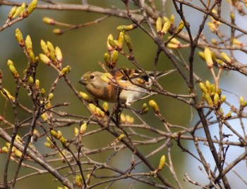 Brambling Makomanai Park Tue, 4/23/2024