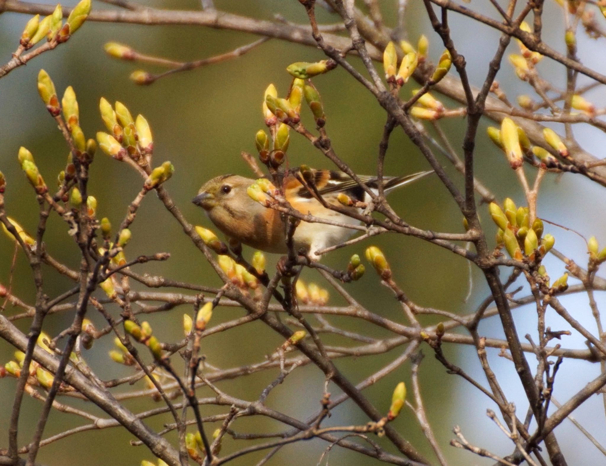 Photo of Brambling at Makomanai Park by xuuhiro