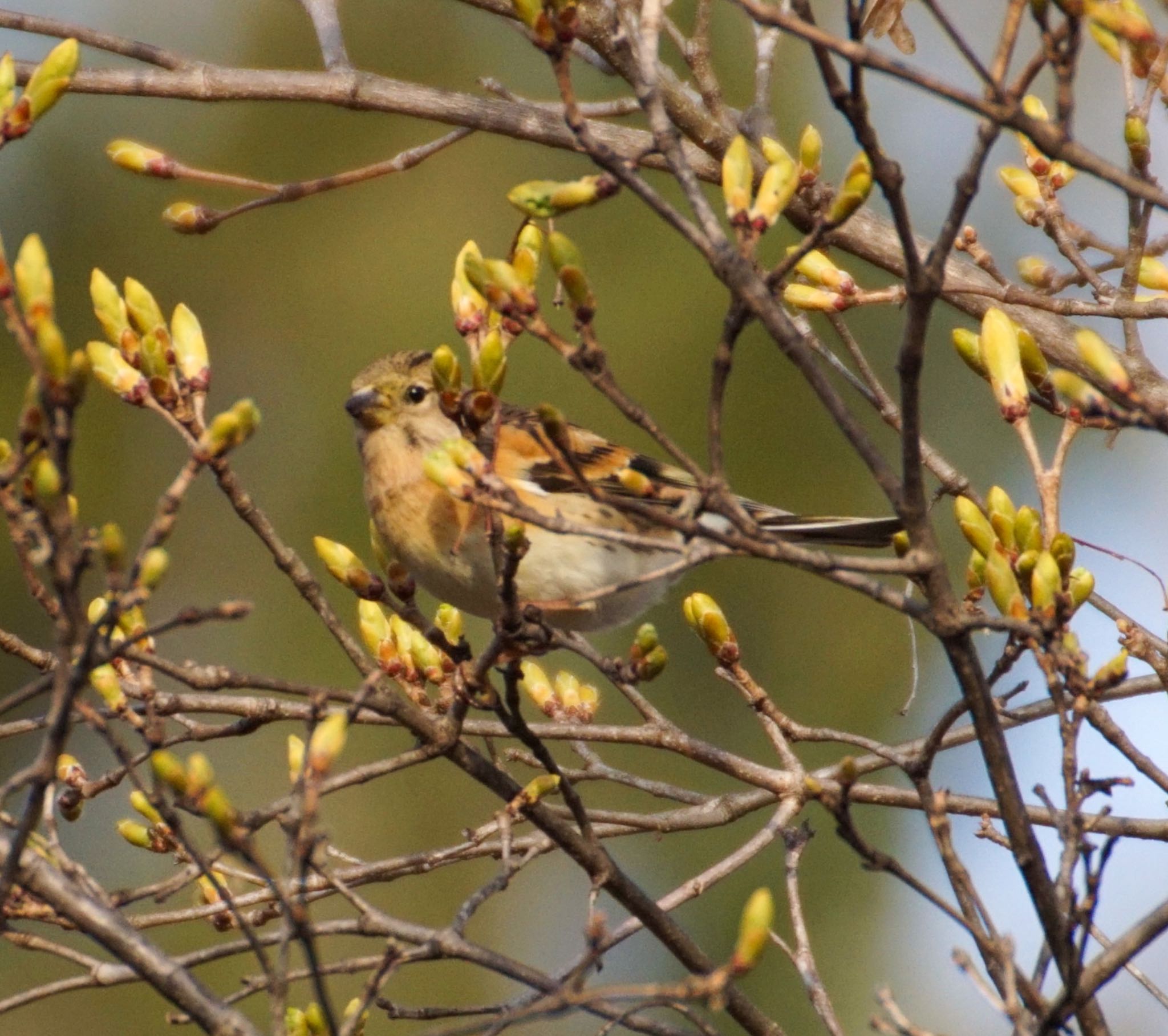 Photo of Brambling at Makomanai Park by xuuhiro