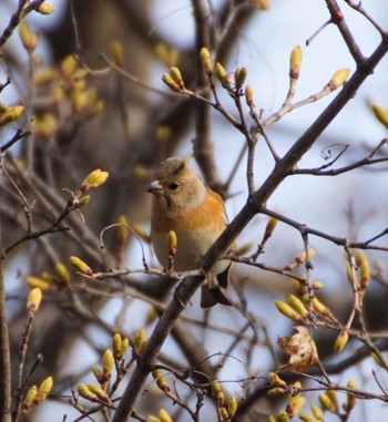 Brambling Makomanai Park Tue, 4/23/2024