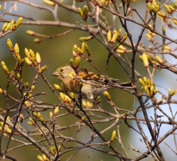 Brambling Makomanai Park Tue, 4/23/2024