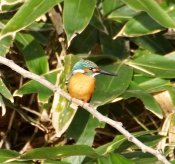 Common Kingfisher Makomanai Park Tue, 4/23/2024