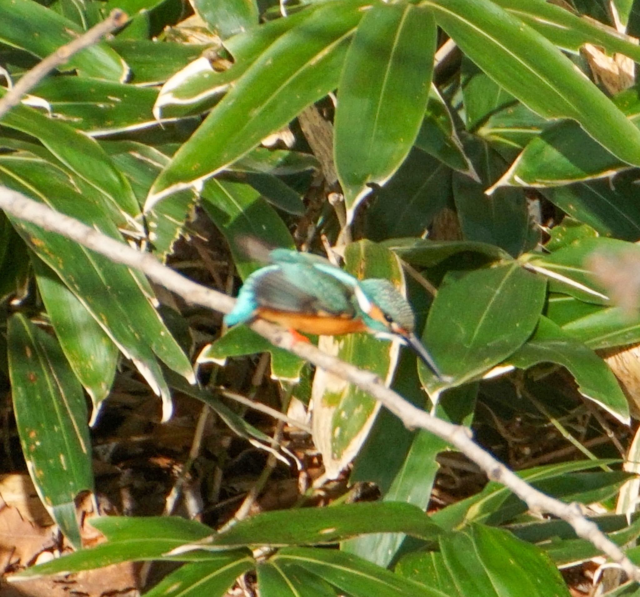 Photo of Common Kingfisher at Makomanai Park by xuuhiro