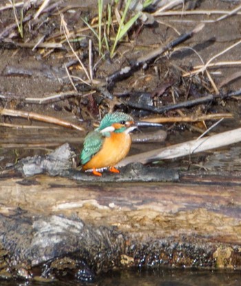 Common Kingfisher Makomanai Park Tue, 4/23/2024