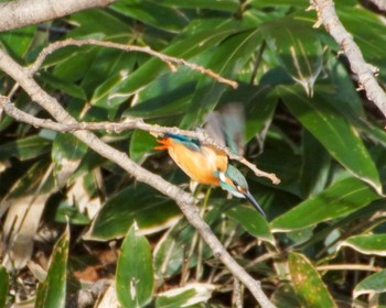 Common Kingfisher Makomanai Park Tue, 4/23/2024