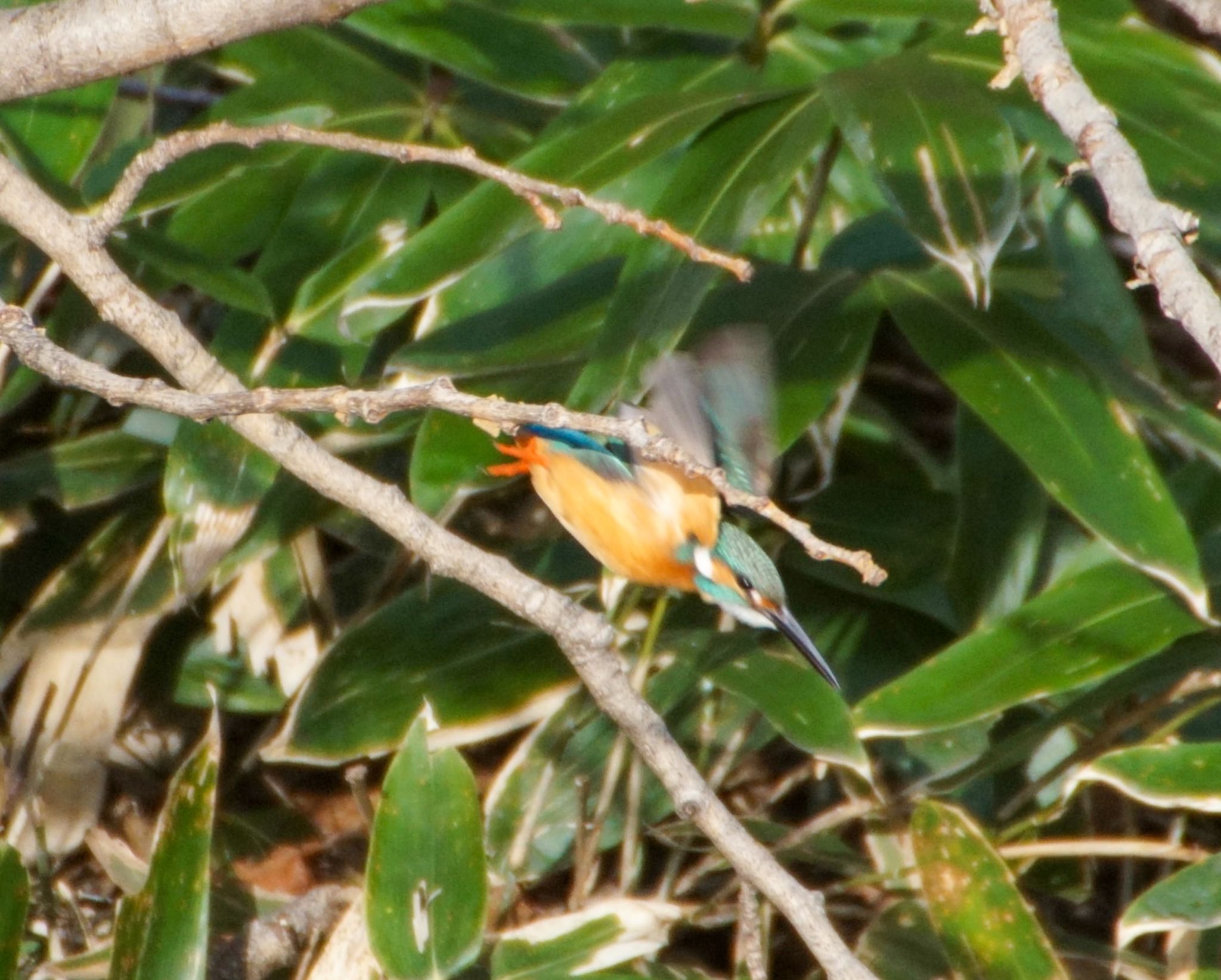 真駒内公園 カワセミの写真