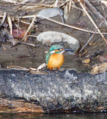 カワセミ 真駒内公園 2024年4月23日(火)