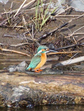 Common Kingfisher Makomanai Park Tue, 4/23/2024