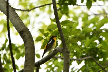 キビタキ 石神井公園 2024年4月21日(日)