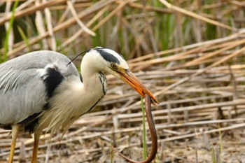 Grey Heron Shakujii Park Sun, 4/21/2024