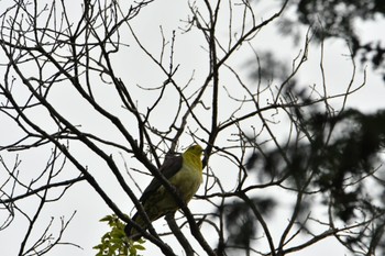 White-bellied Green Pigeon Shakujii Park Sun, 4/21/2024