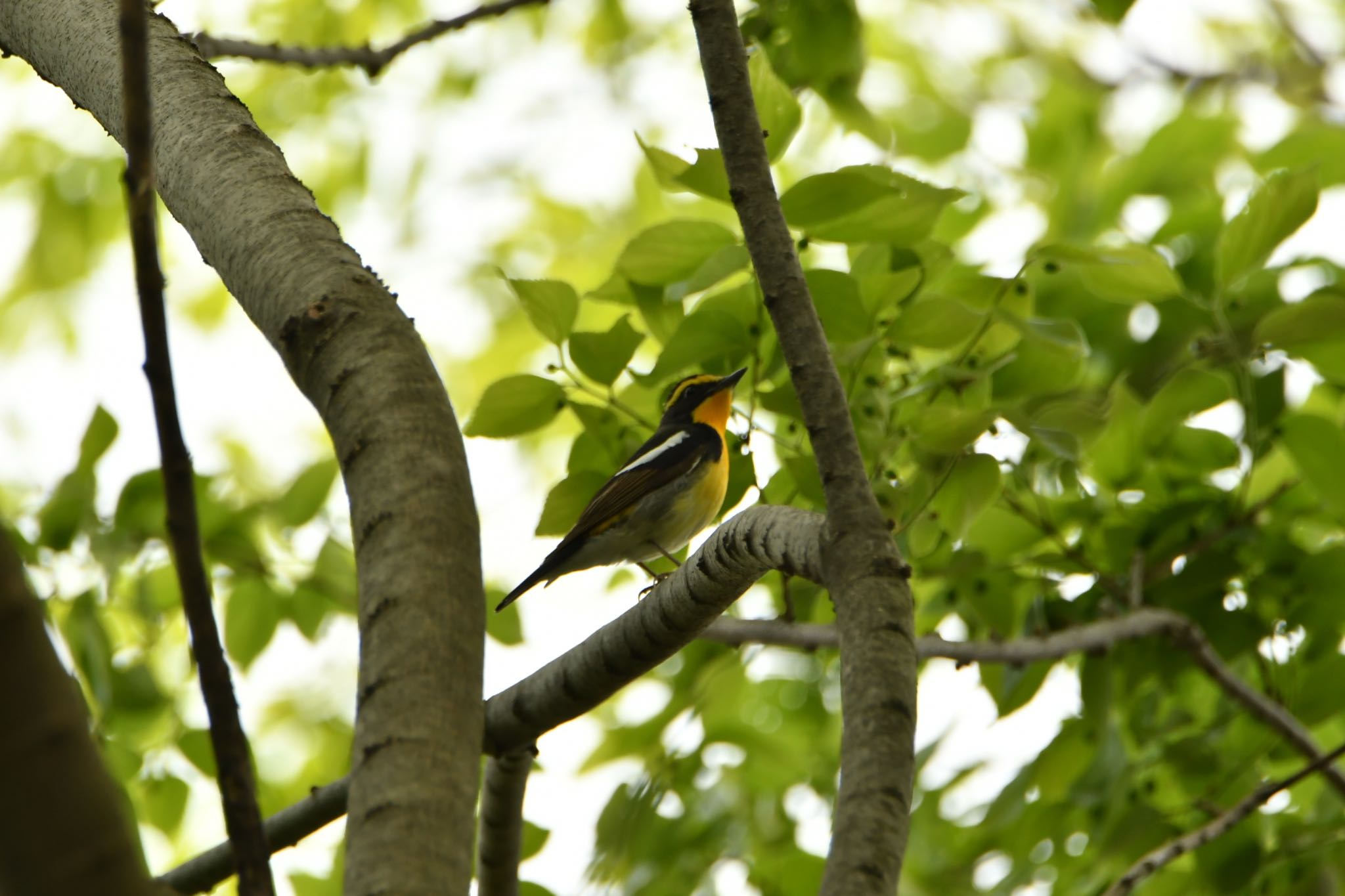 Photo of Narcissus Flycatcher at Shakujii Park by なべし