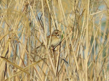 Chestnut-eared Bunting 淀川河川公園 Thu, 4/25/2024