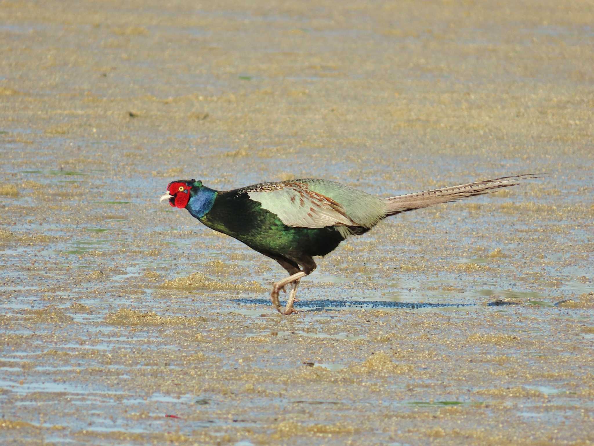 Photo of Green Pheasant at 淀川河川公園 by Toshihiro Yamaguchi