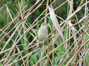 Oriental Reed Warbler 淀川河川公園 Thu, 4/25/2024