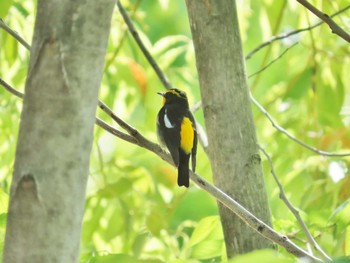 Narcissus Flycatcher 淀川河川公園 Thu, 4/25/2024