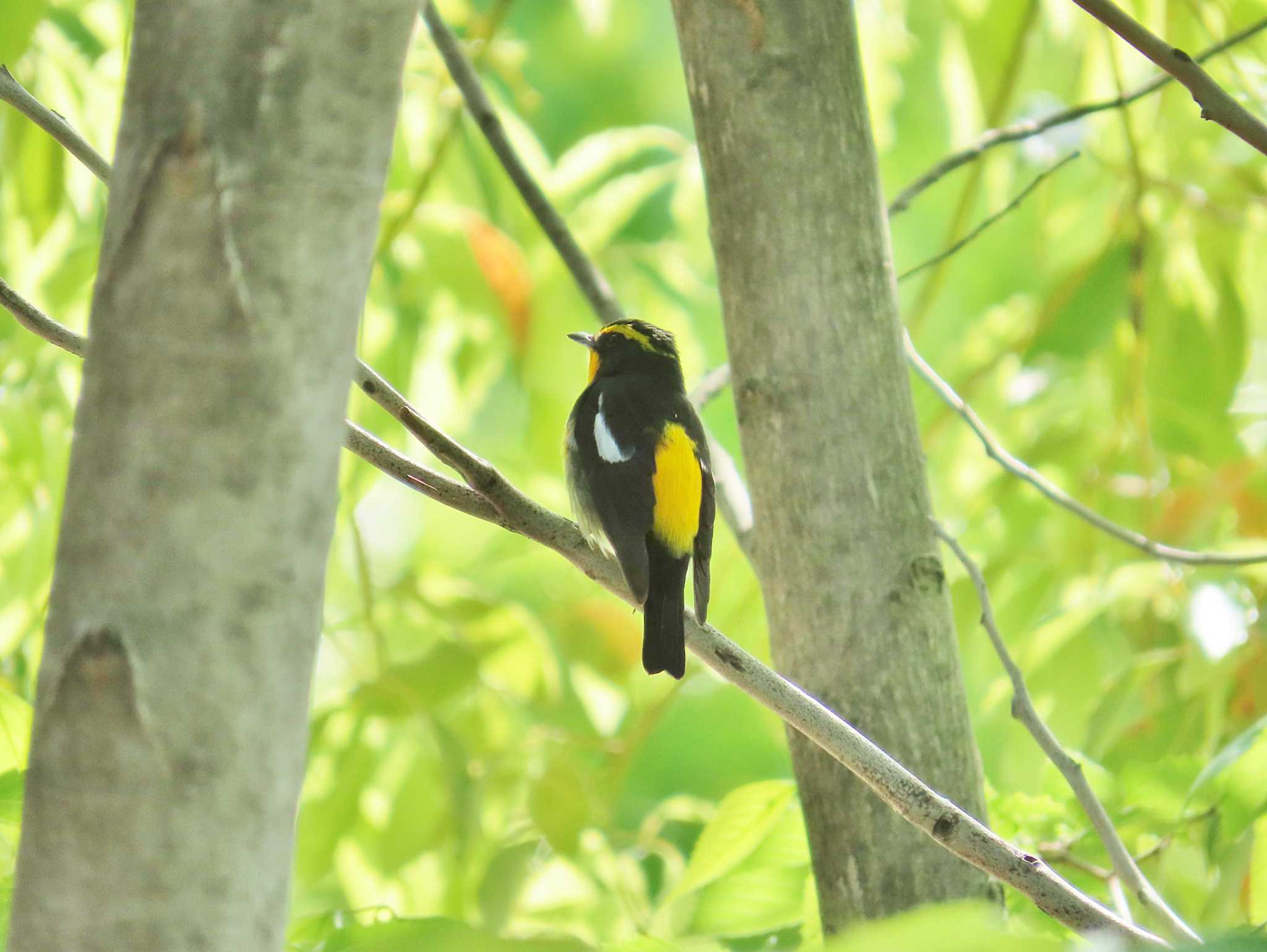 Narcissus Flycatcher