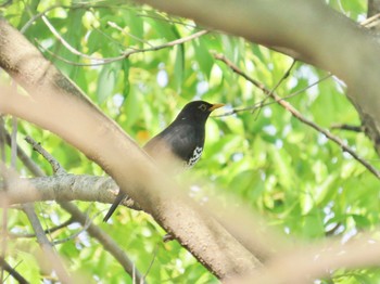 クロツグミ 淀川河川公園 2024年4月25日(木)