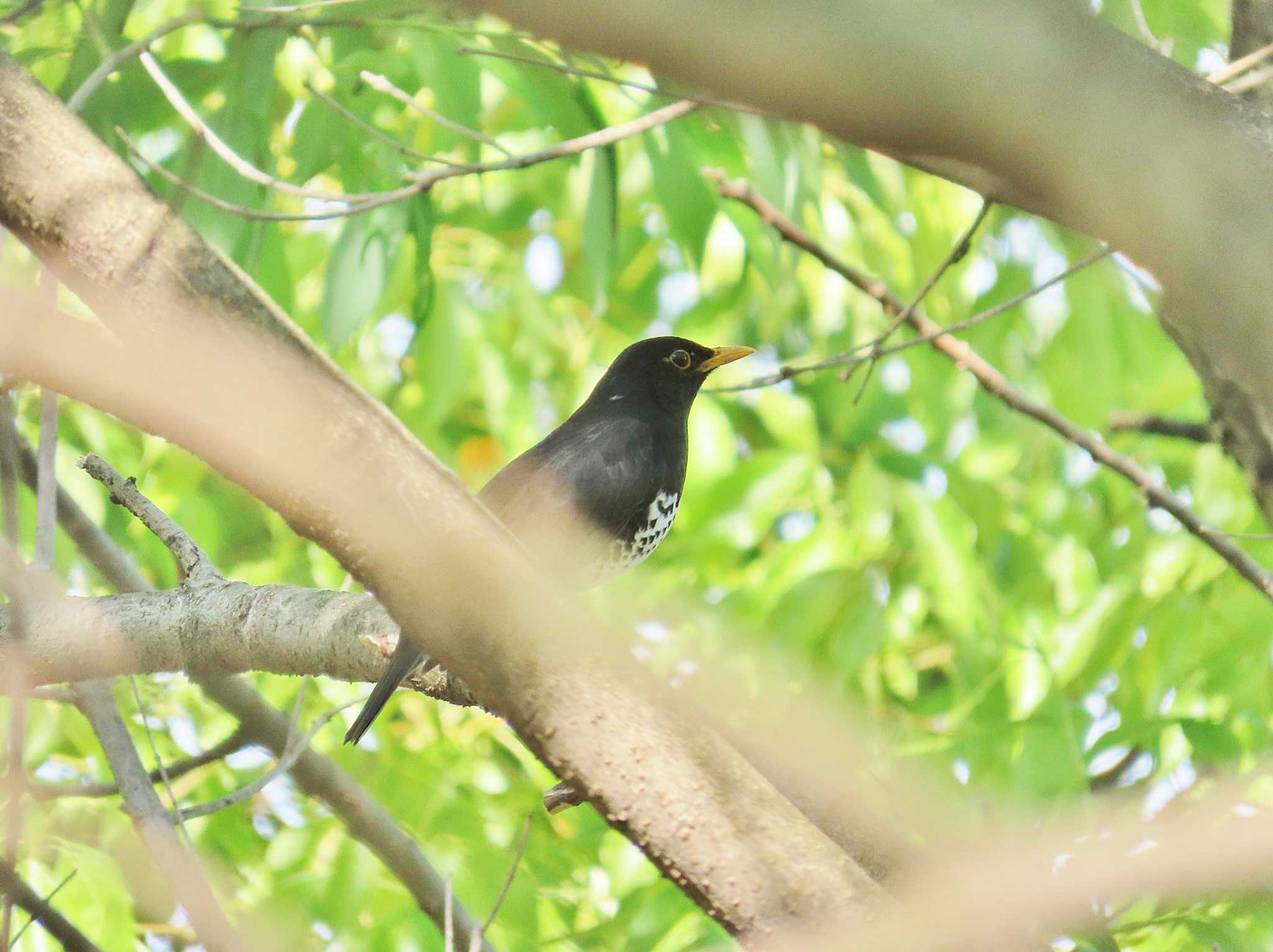 Photo of Japanese Thrush at 淀川河川公園 by Toshihiro Yamaguchi