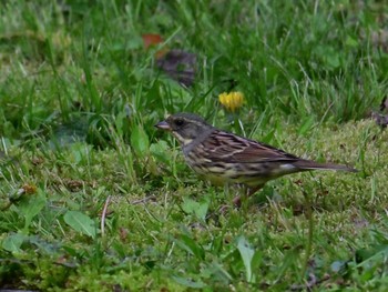 Masked Bunting 平城宮跡 Sun, 4/21/2024